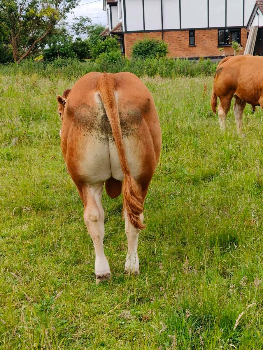 Pedigree Limousin bull, - Image 4