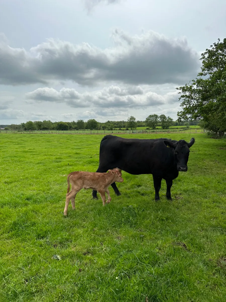 Lim heifer and bull calve - Image 1