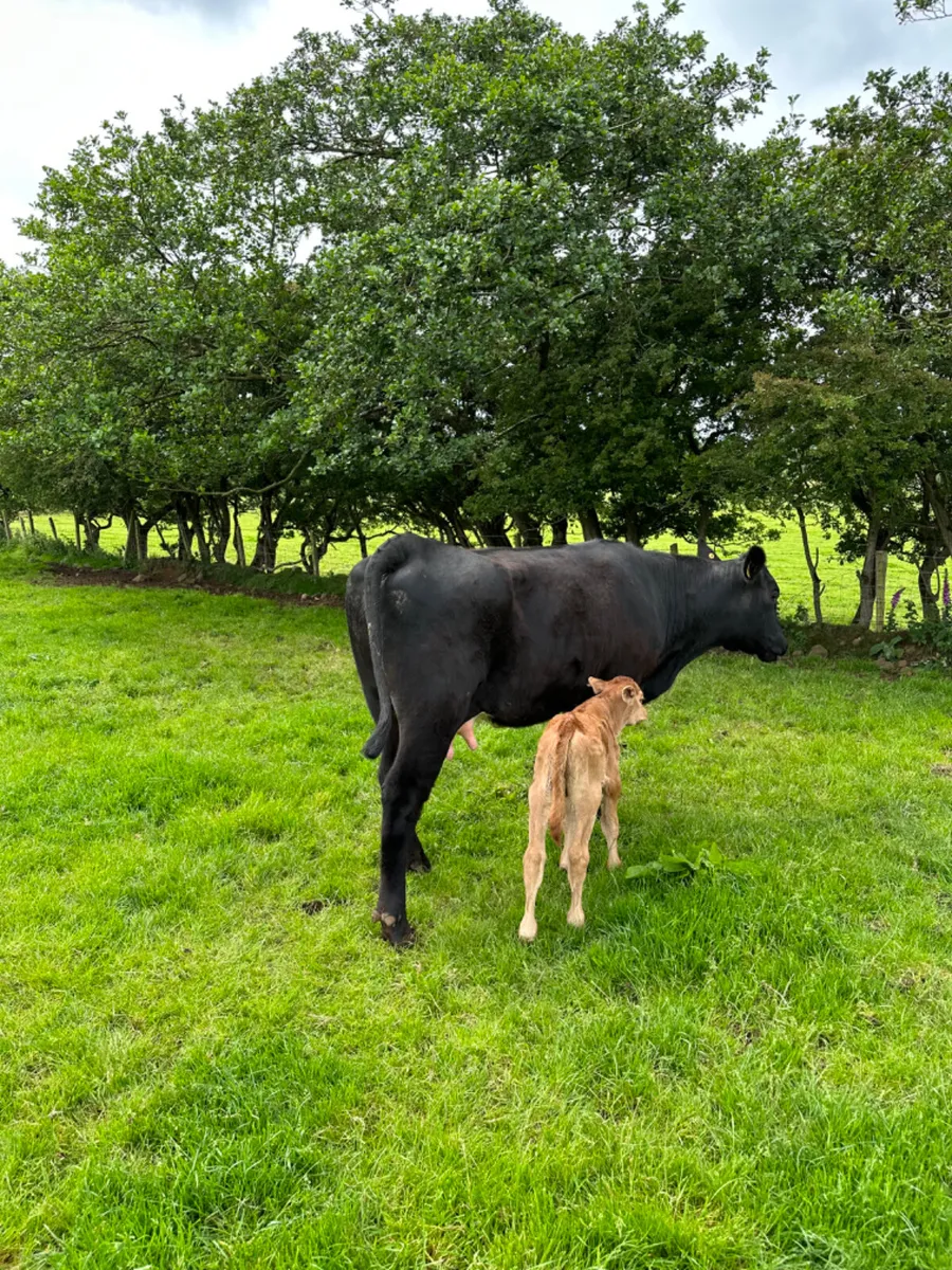 Lim heifer and bull calve - Image 4
