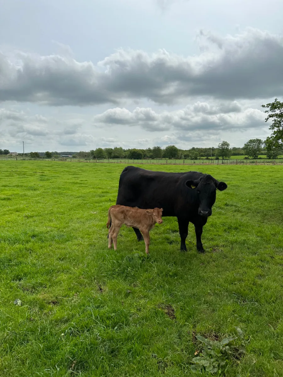 Lim heifer and bull calve - Image 2