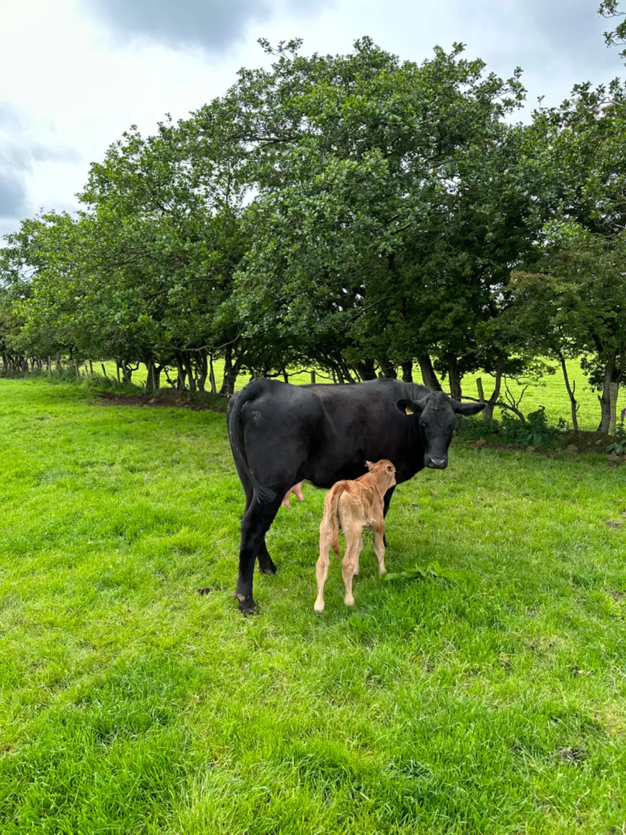 Lim heifer and bull calve - Image 3