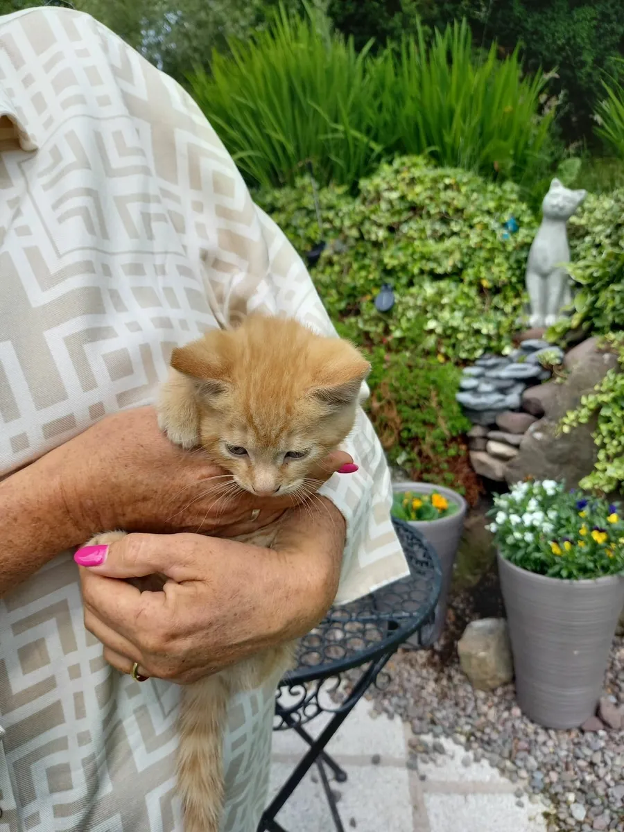 Kitten - Image 1