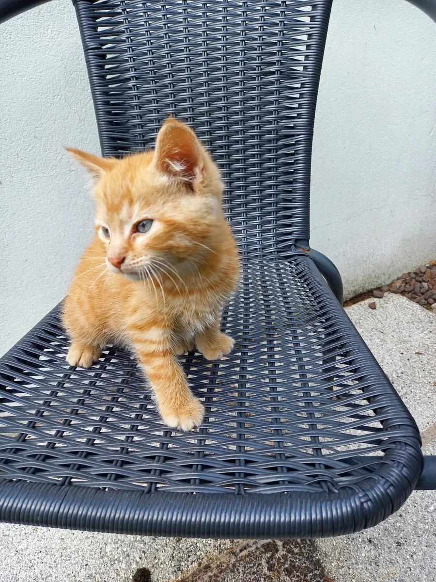 Kitten - Image 2