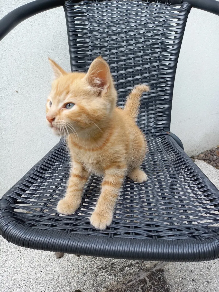 Kitten - Image 3