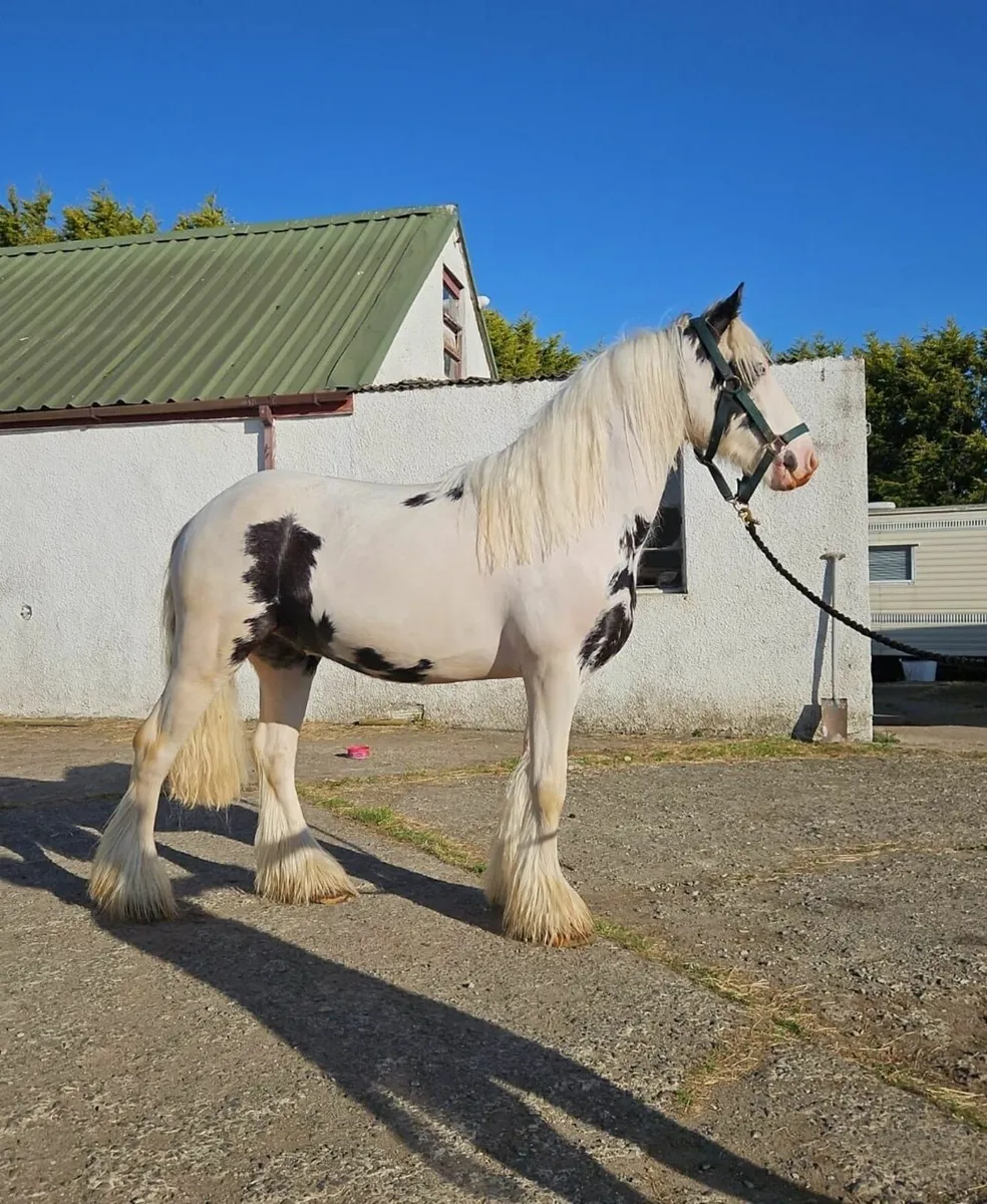 Ponys Fosale - Image 1