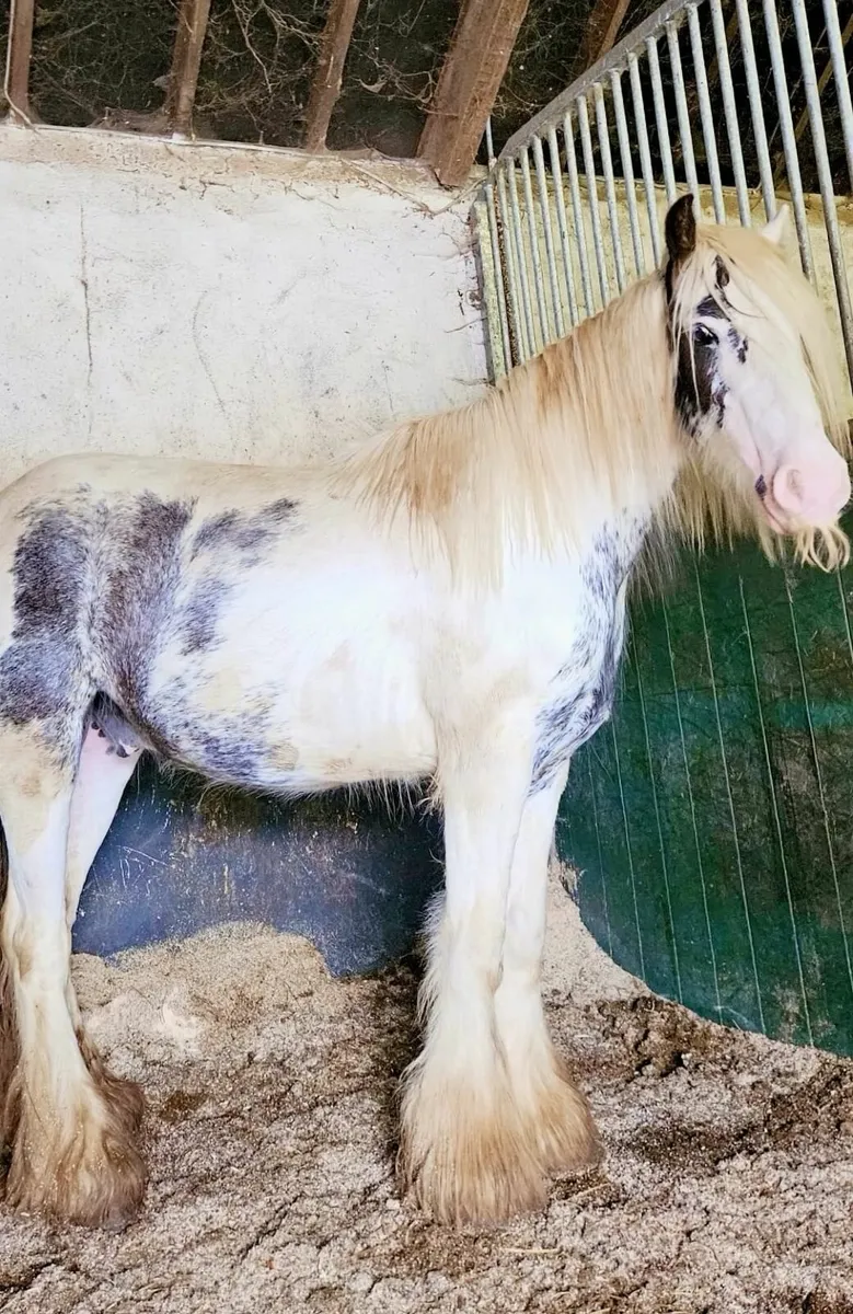 Ponys Fosale - Image 3