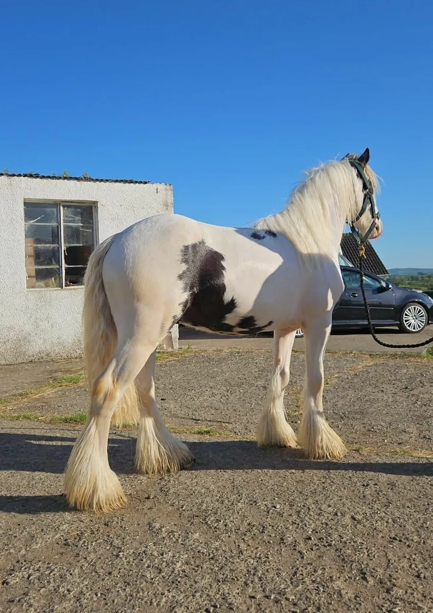 Ponys Fosale - Image 4