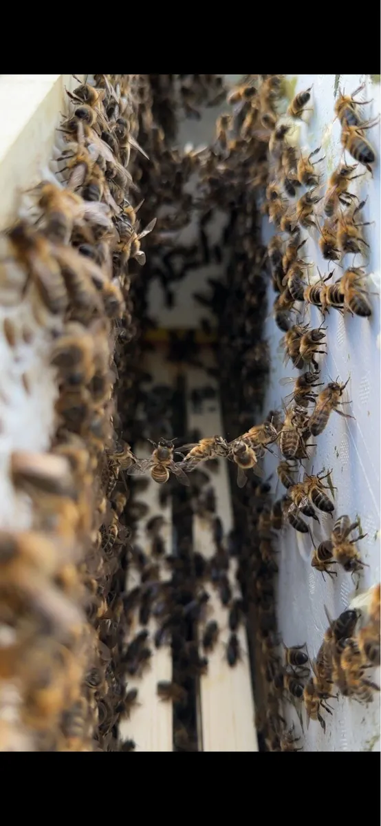 6 Frame Nucs of Irish Bees for Sale