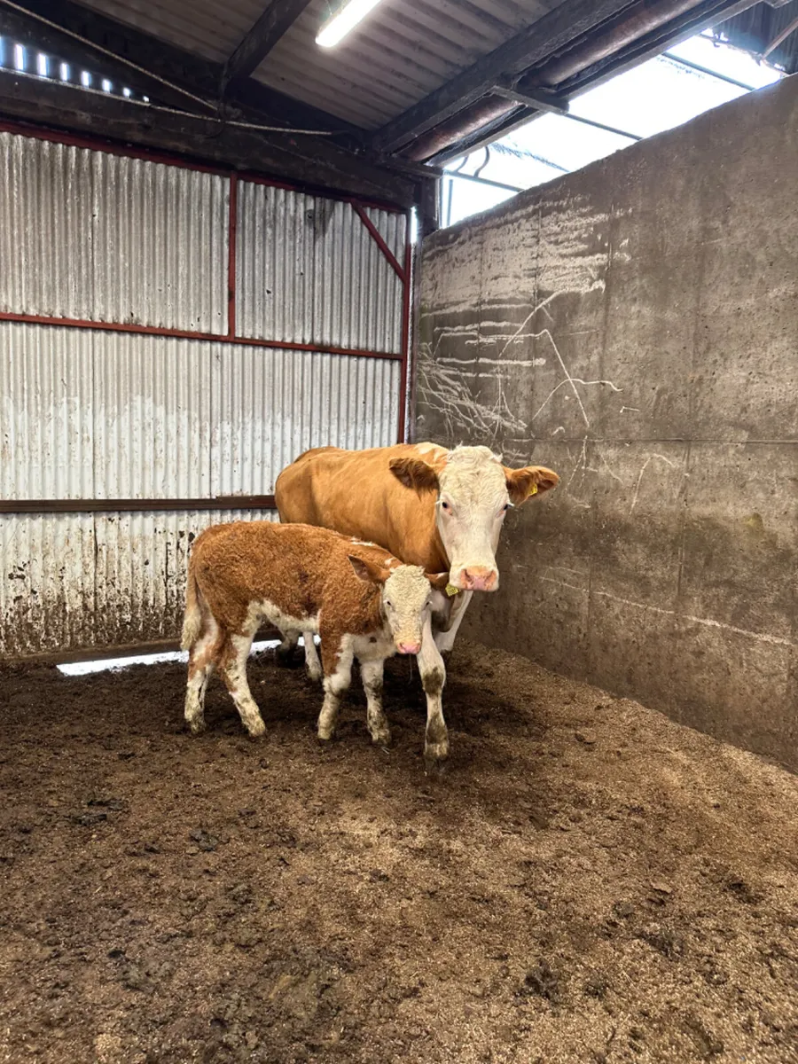 Simmental heifer and bull calve - Image 2