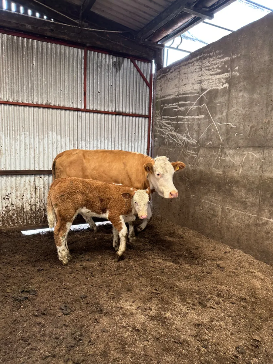 Simmental heifer and bull calve - Image 3