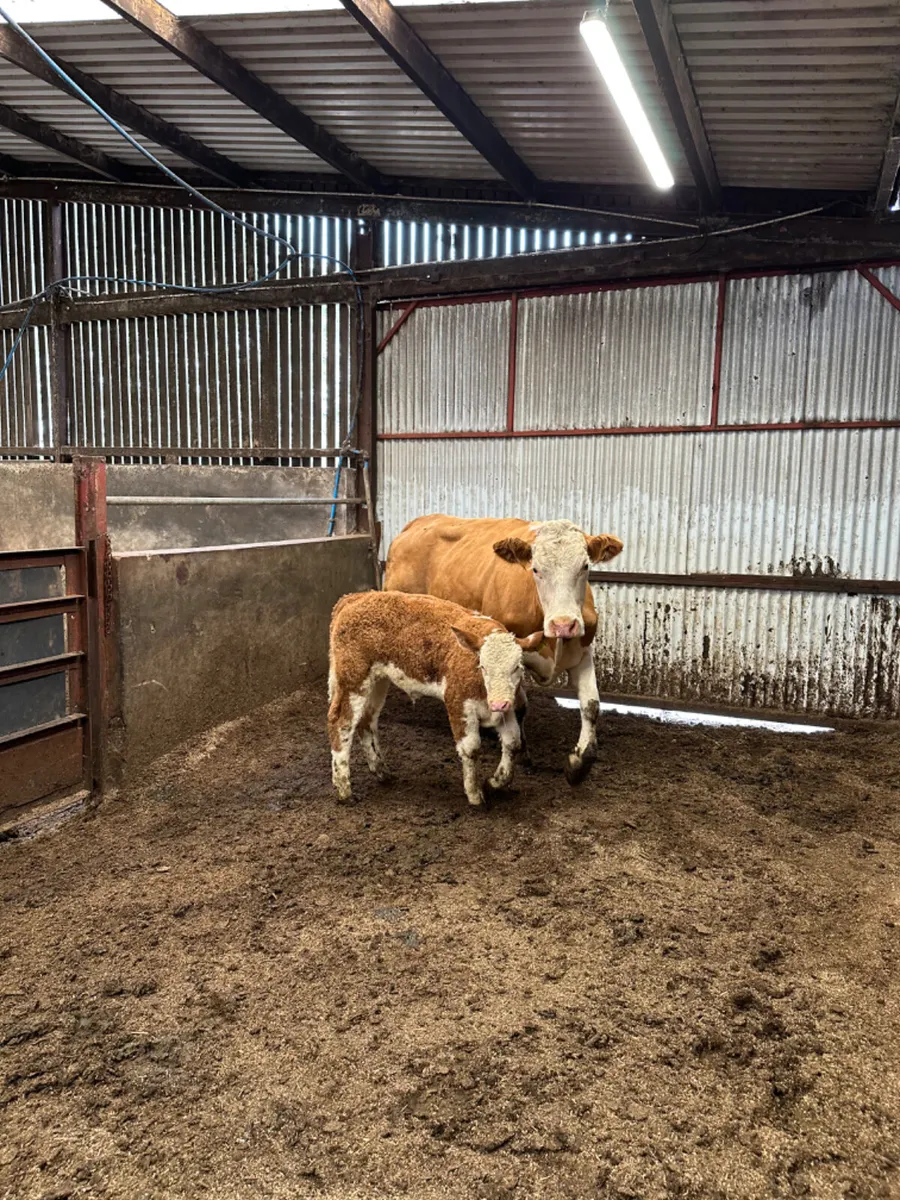 Simmental heifer and bull calve - Image 4