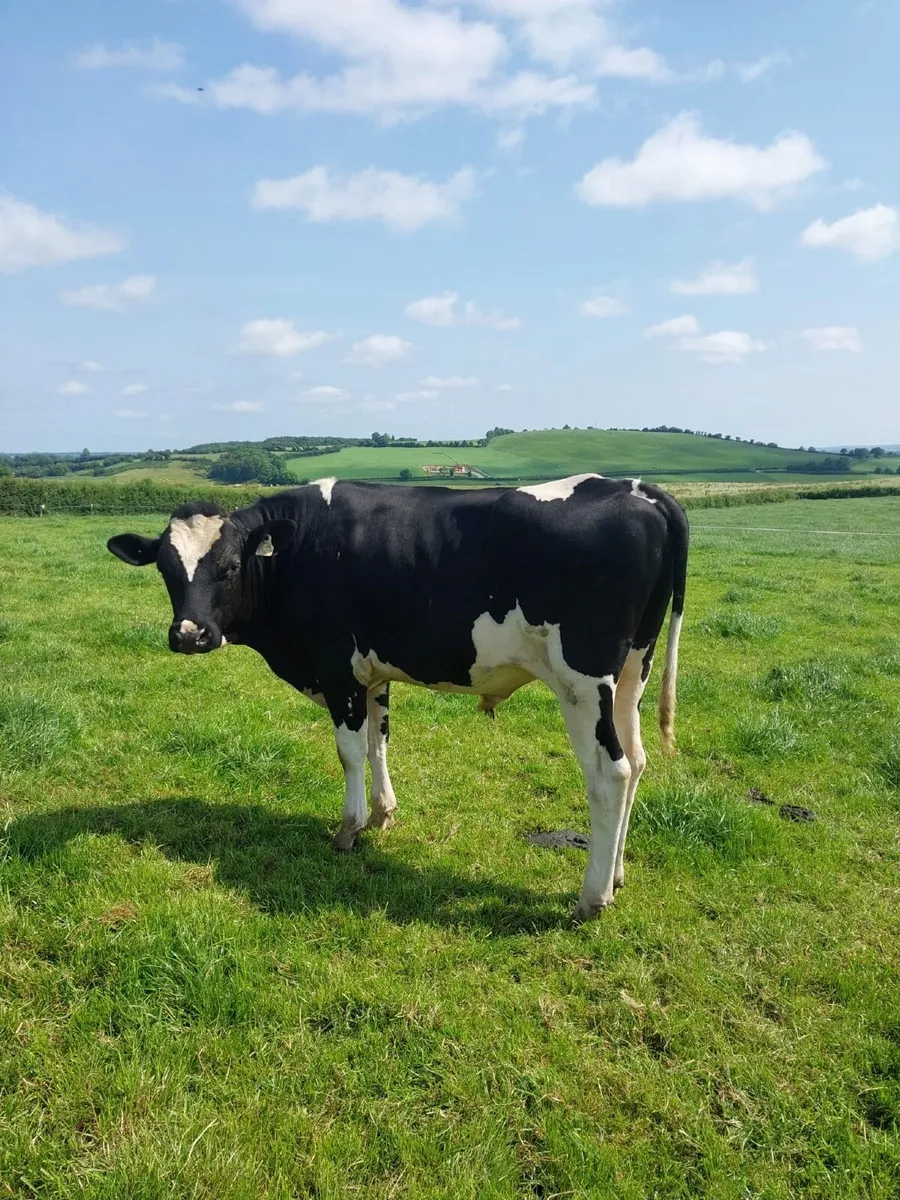 Bull for sale