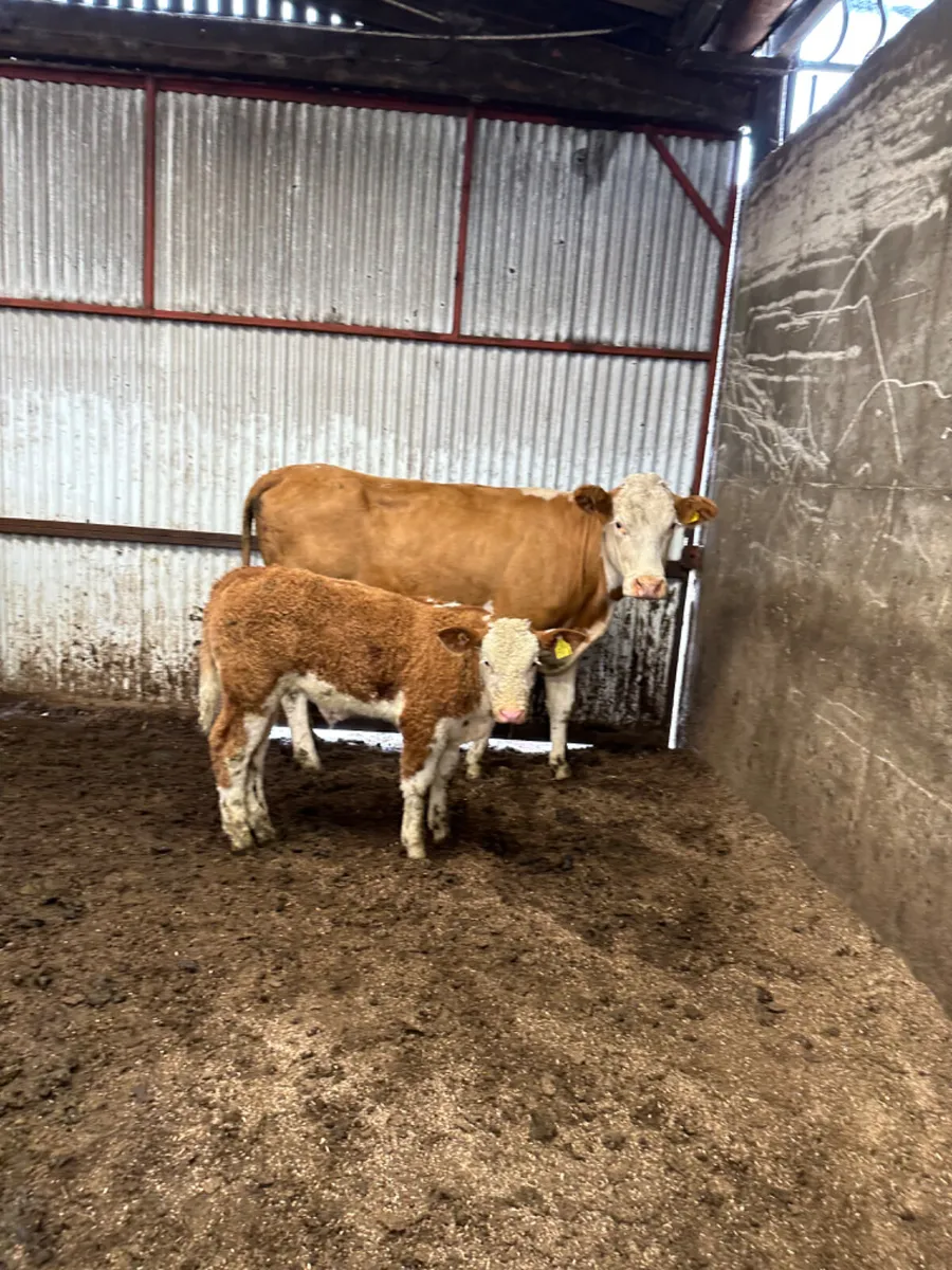 Simmental heifer and bull calve - Image 1