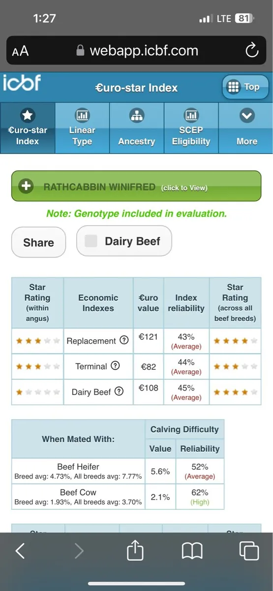 4 star Pedigree Angus Heifer - Image 4