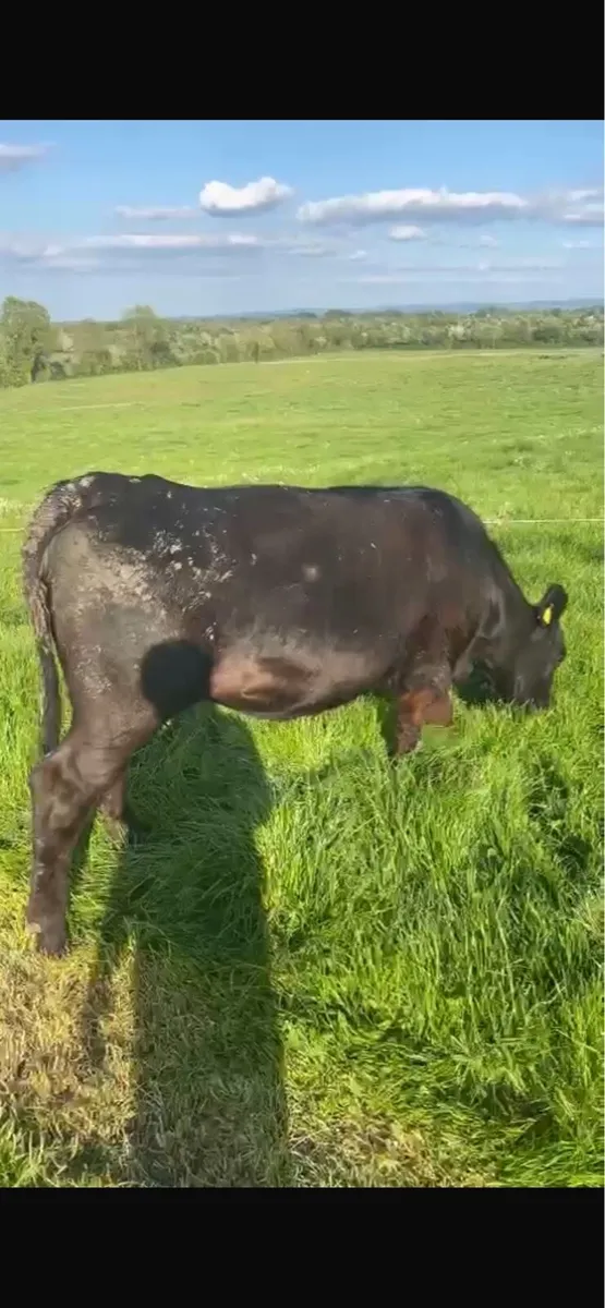 4 star Pedigree Angus Heifer - Image 3