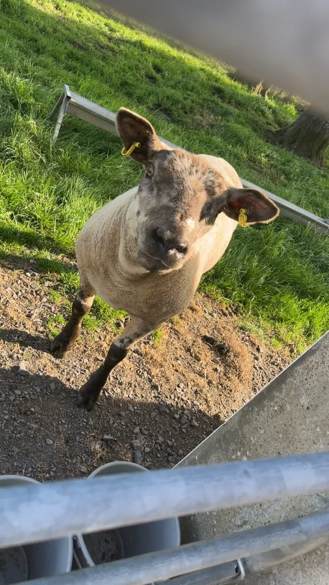 🔥sufftex ewe lambs required 🔥 - Image 1