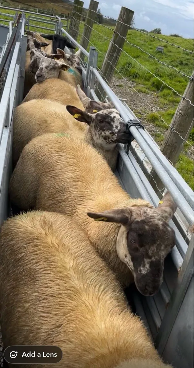 🔥sufftex ewe lambs required 🔥 - Image 2