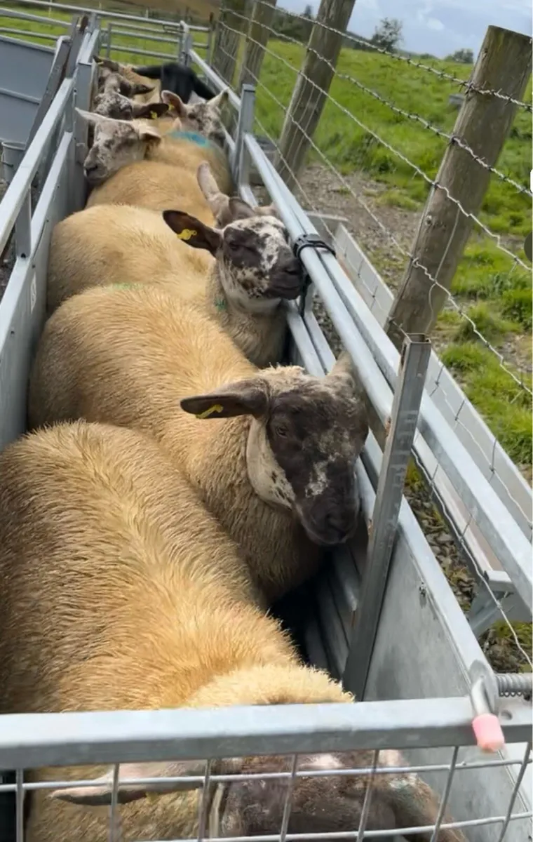 🔥sufftex ewe lambs required 🔥 - Image 3