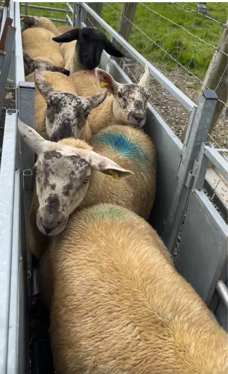 🔥sufftex ewe lambs required 🔥 - Image 4