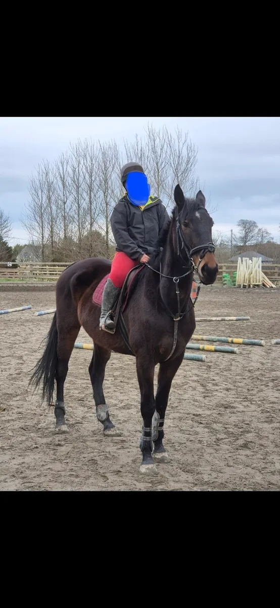 Horse - Image 3