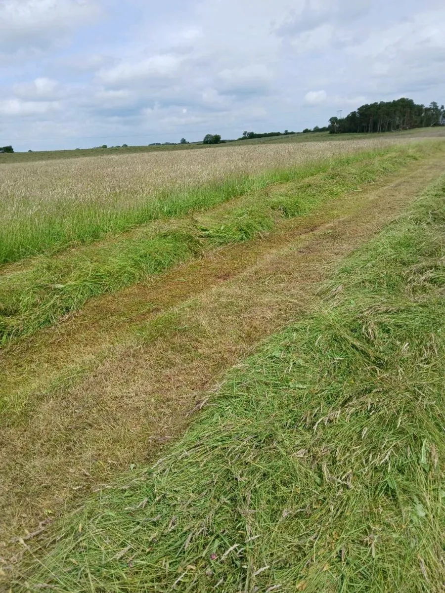 2025 silage bales - Image 3