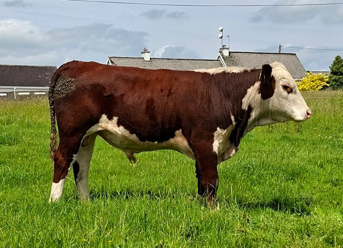 PEDIGREE HEREFORD BULL