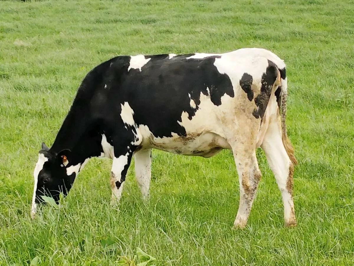 Autumn calvers - Image 1