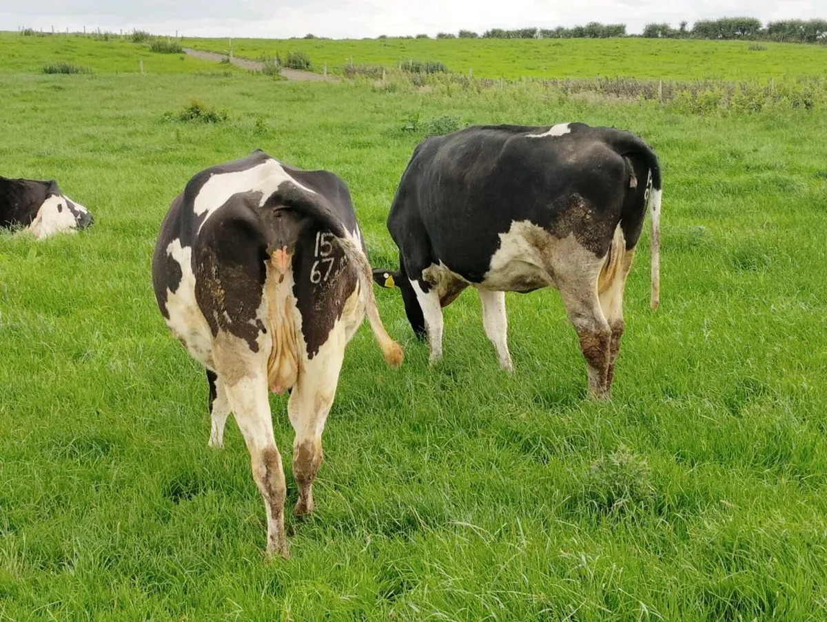 Autumn calvers - Image 2