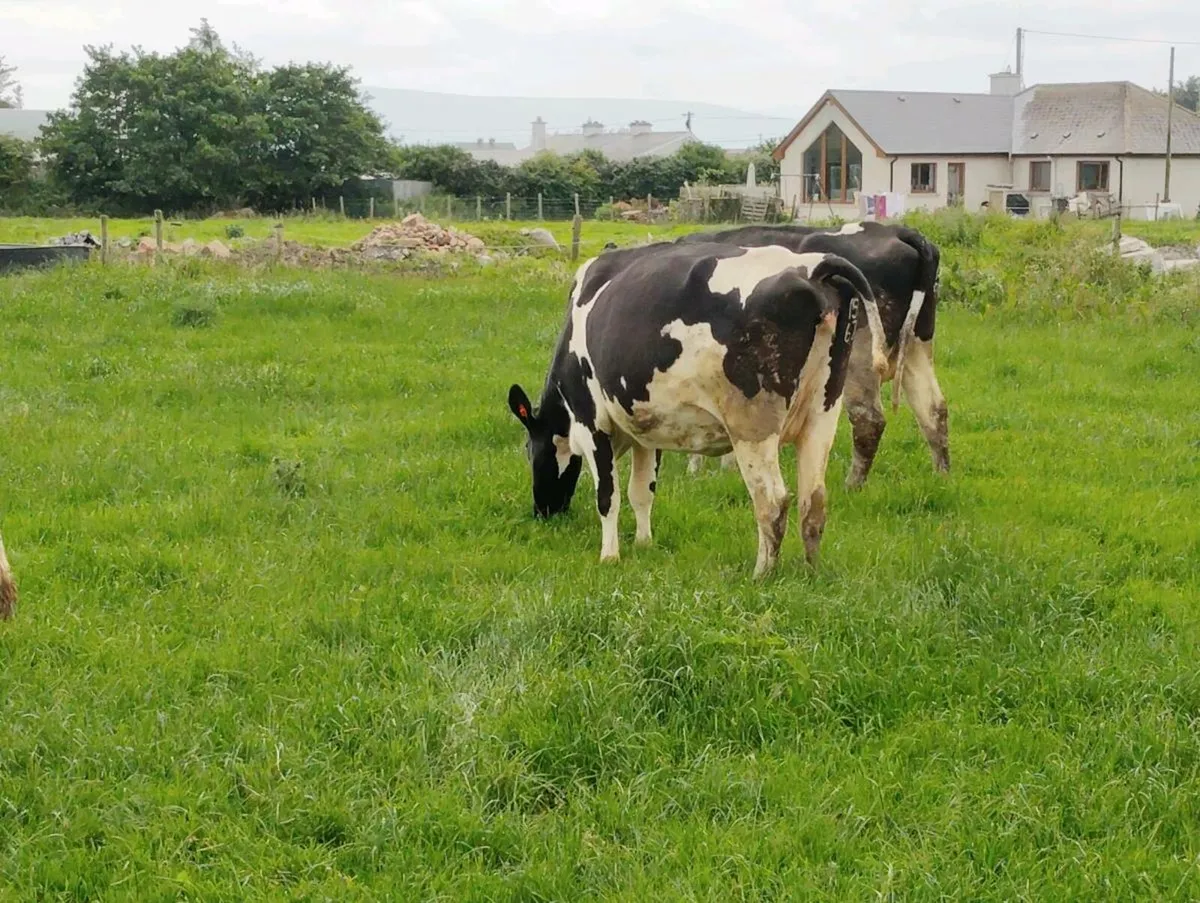 Autumn calvers - Image 3