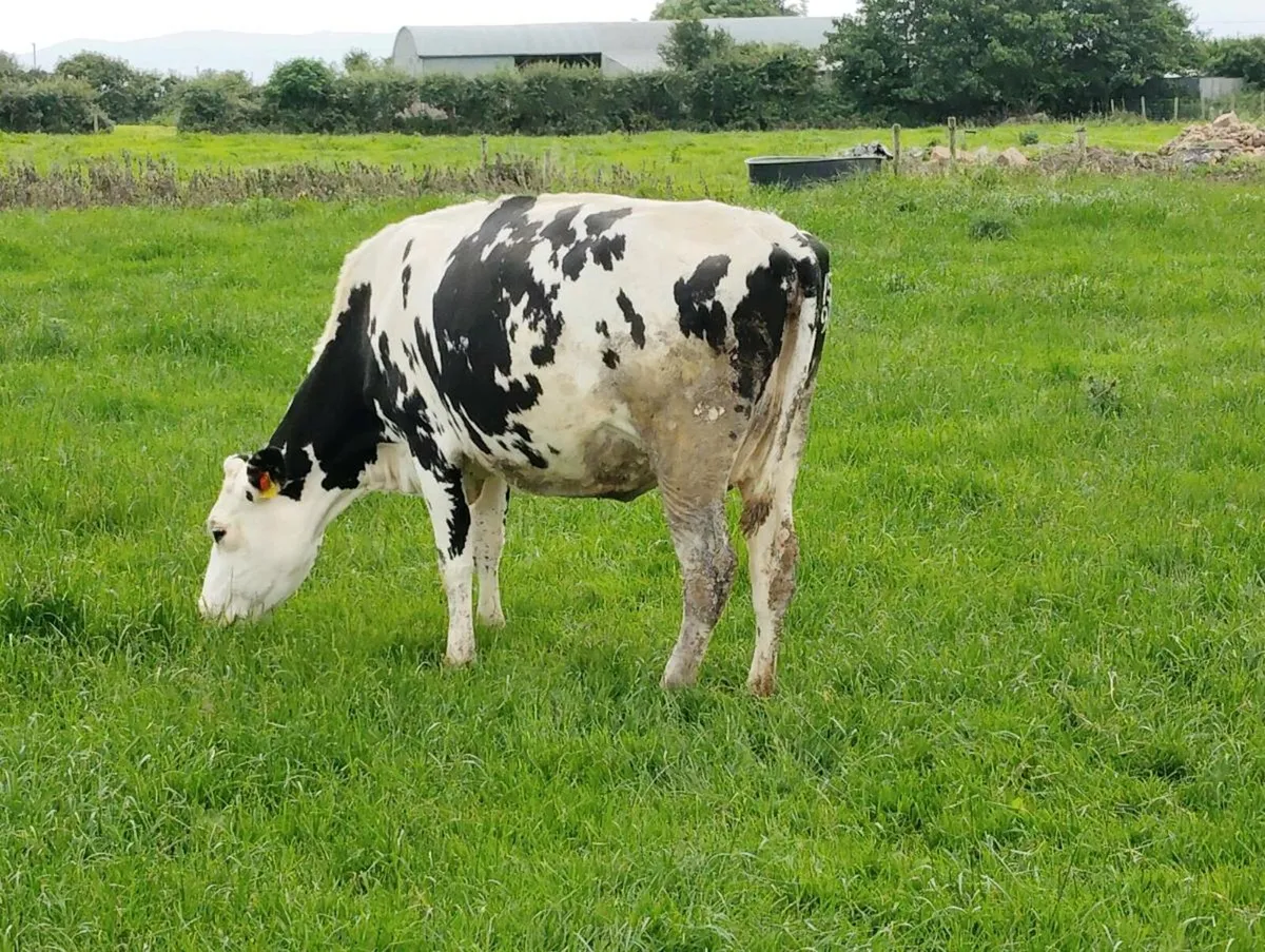 Autumn calvers - Image 4