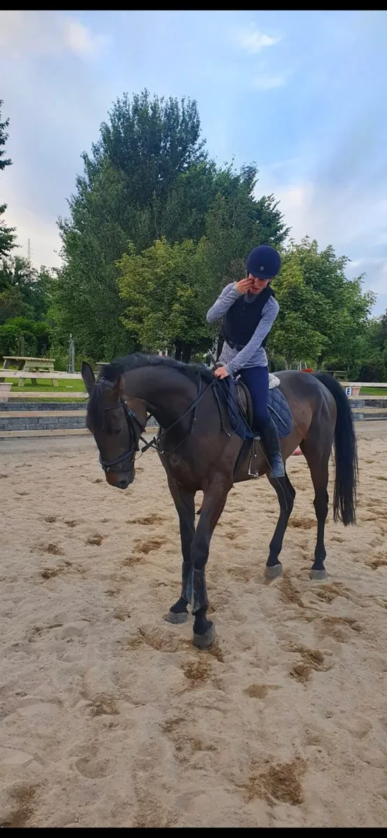 Horse - Image 1
