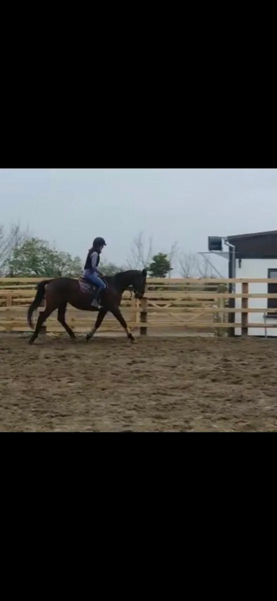 Horse - Image 2