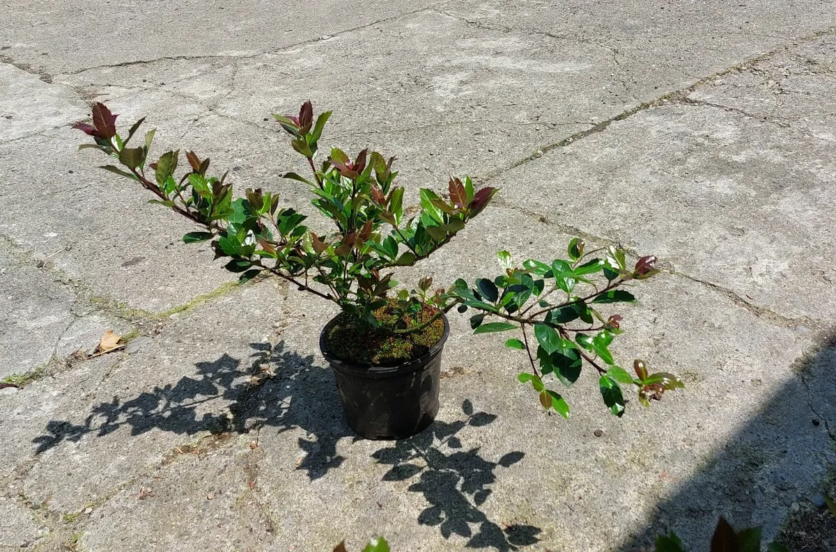 Holly Hedging - Image 3
