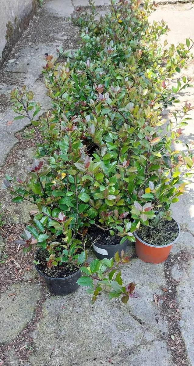 Holly Hedging - Image 2