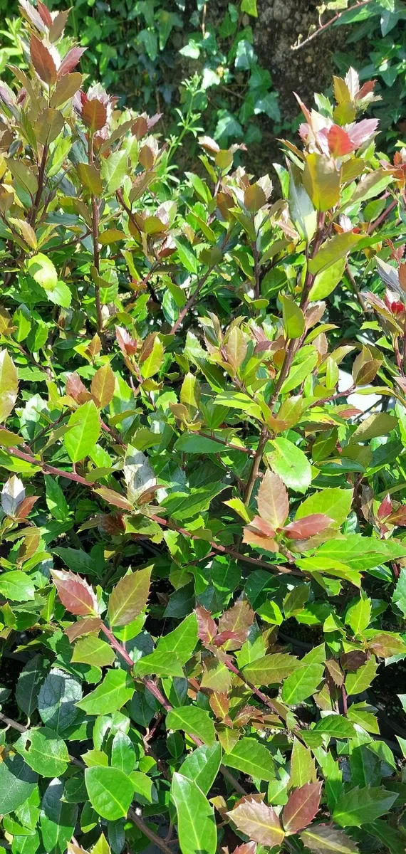 Holly Hedging - Image 4