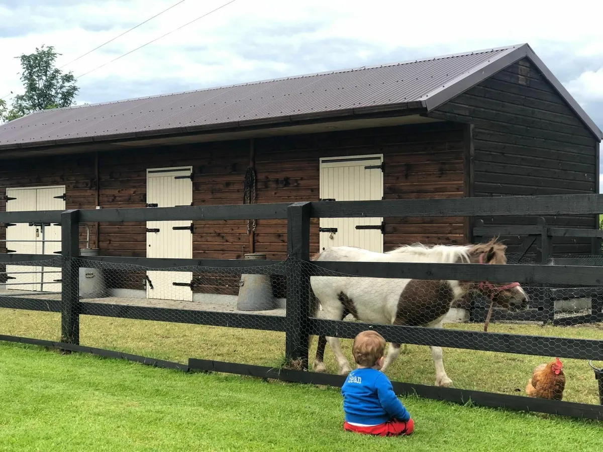 Miniature pony - Image 1