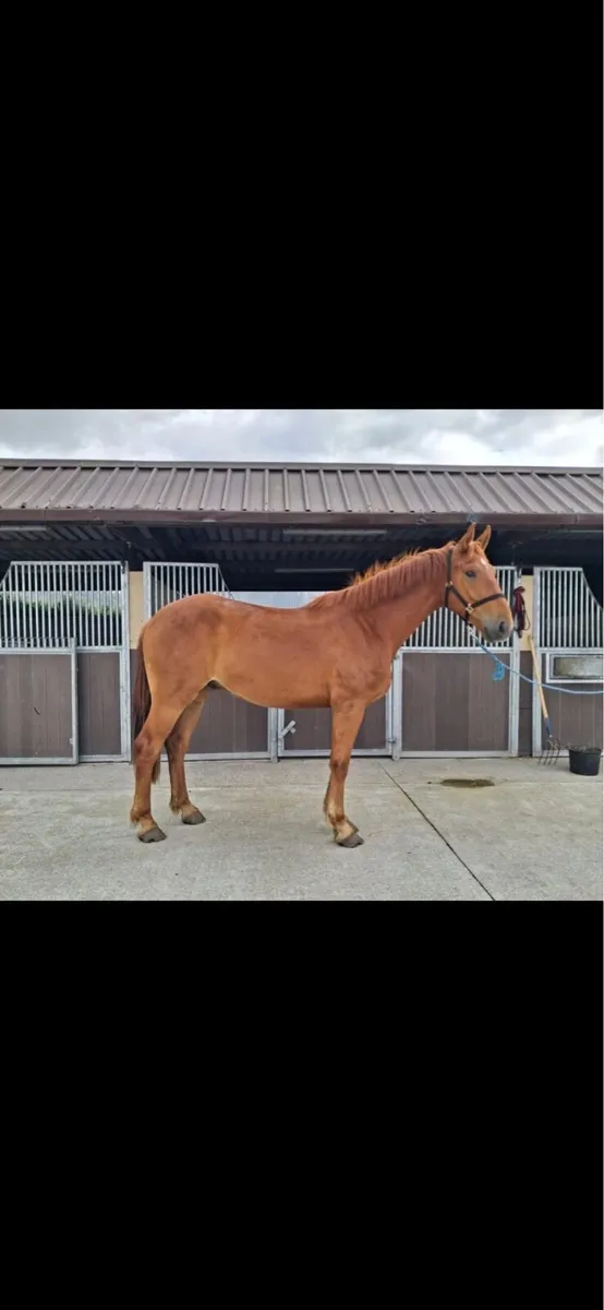 3 yr old RID gelding - Image 1