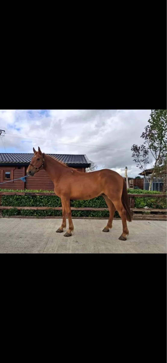 3 yr old RID gelding - Image 2