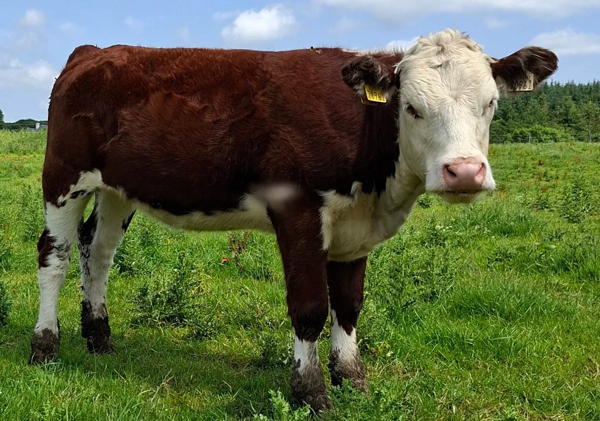 PEDIGREE HEREFORD HEIFER