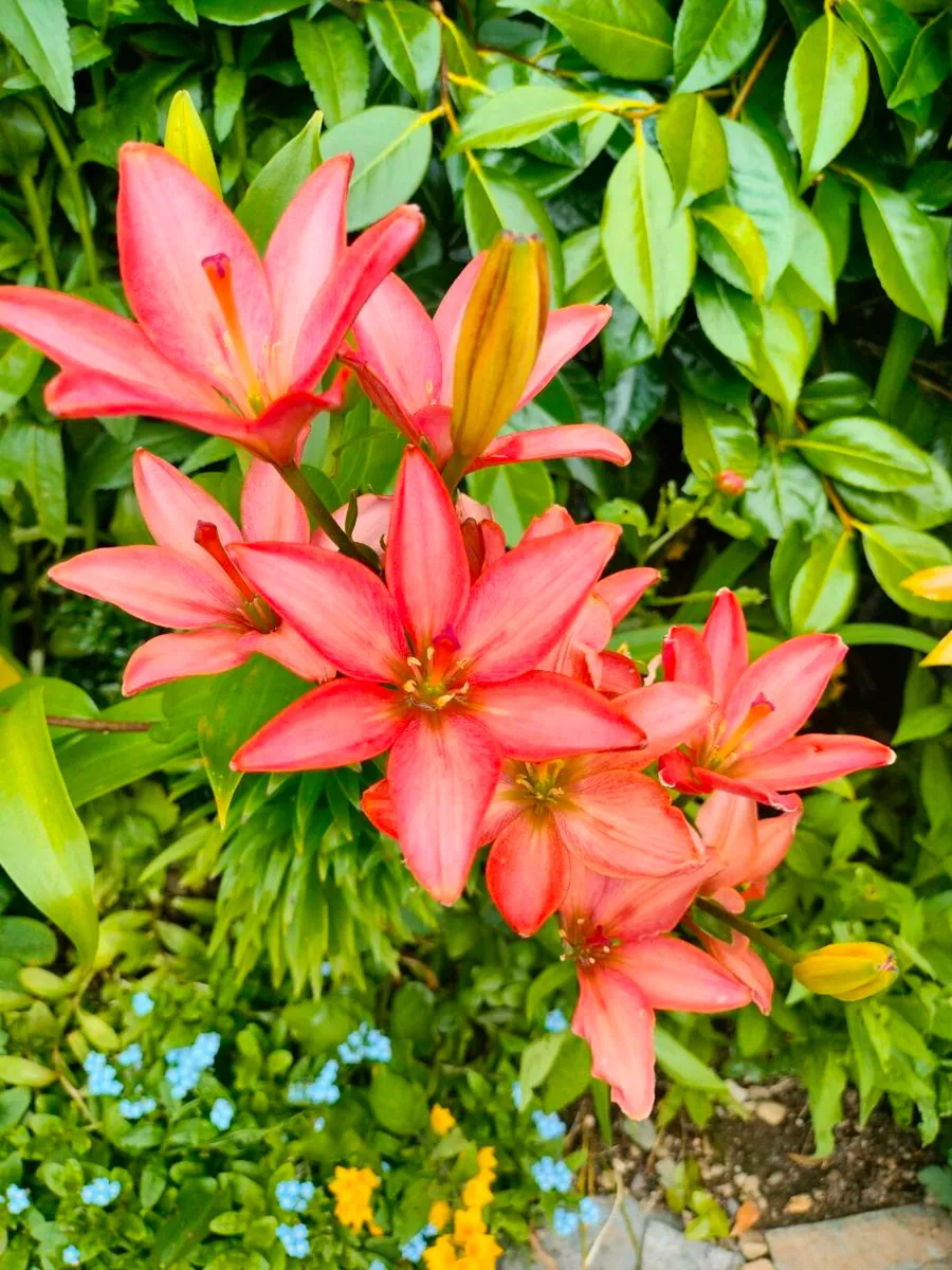 Day lily's. Daylilies, also known as hemerocallis, - Image 3