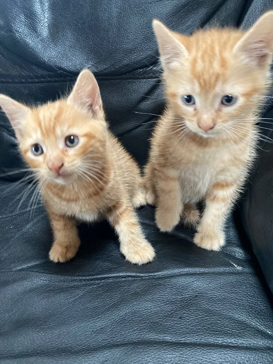 Kitten