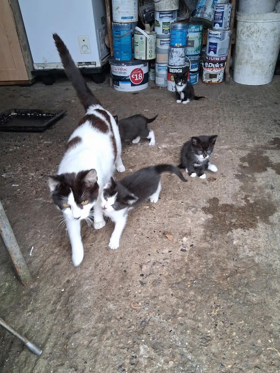 Kittens - Image 1