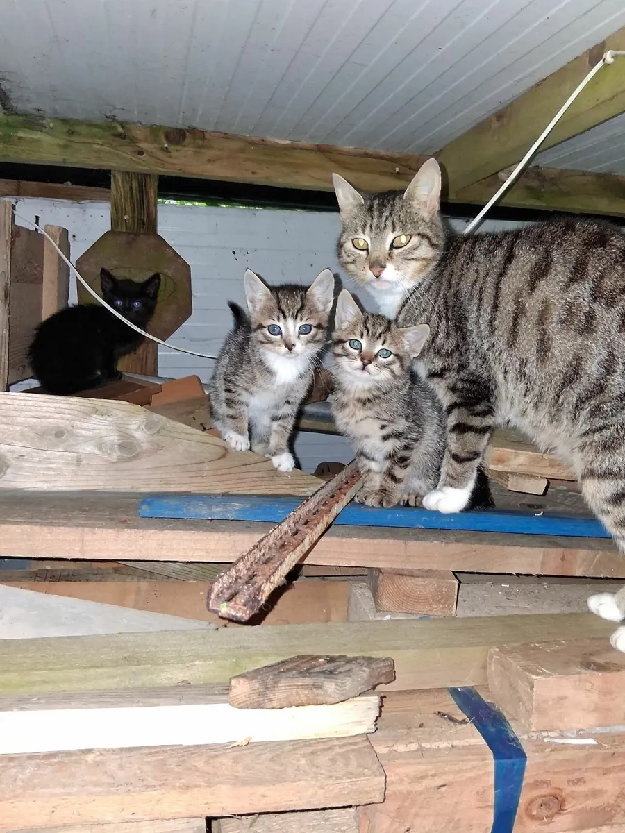 Kittens - Image 2