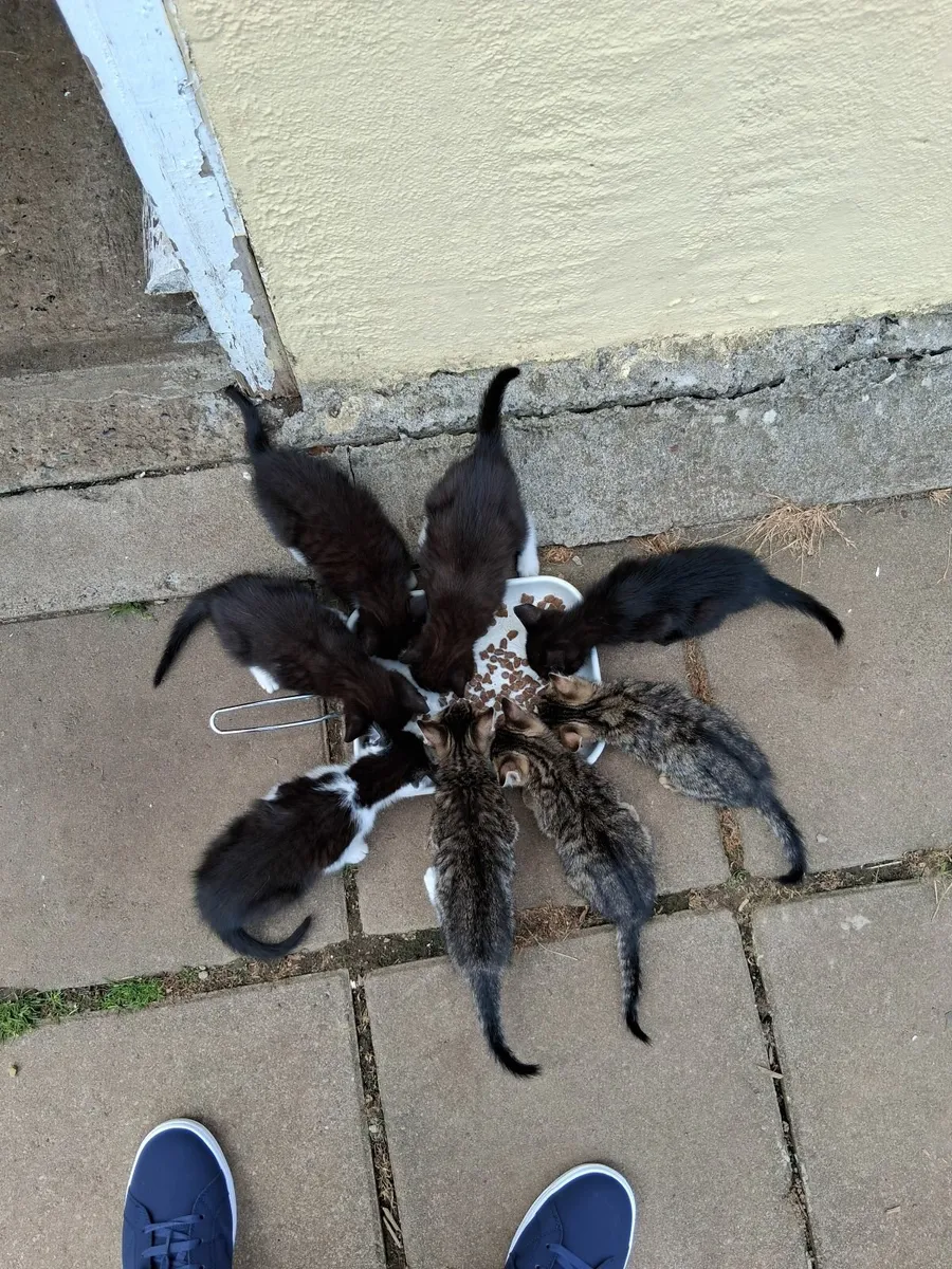 Kittens - Image 3