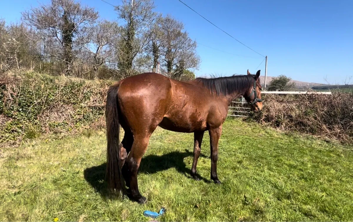 3 yo gelding ,horse - Image 3