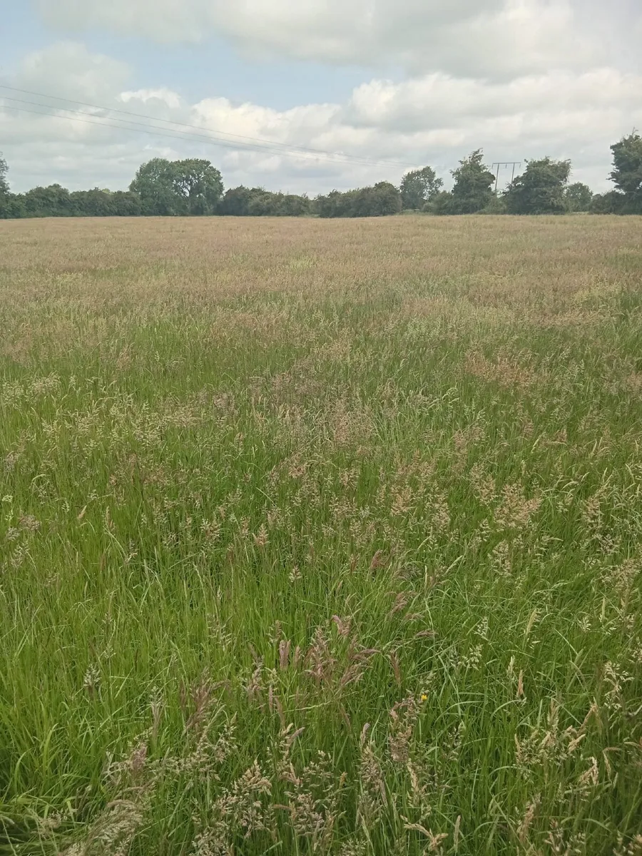 Hay for sale - Image 2