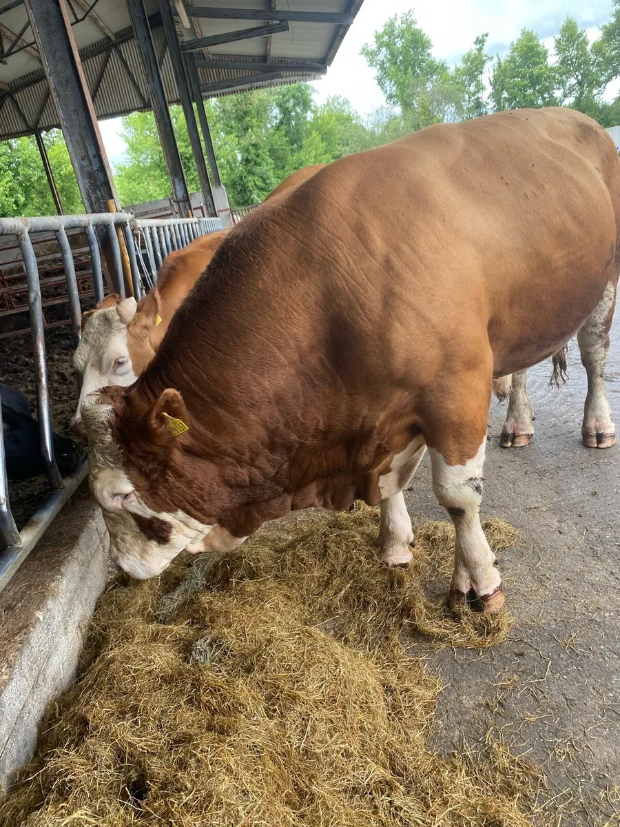 Pedigree Simmental Bull for Sale - Image 3