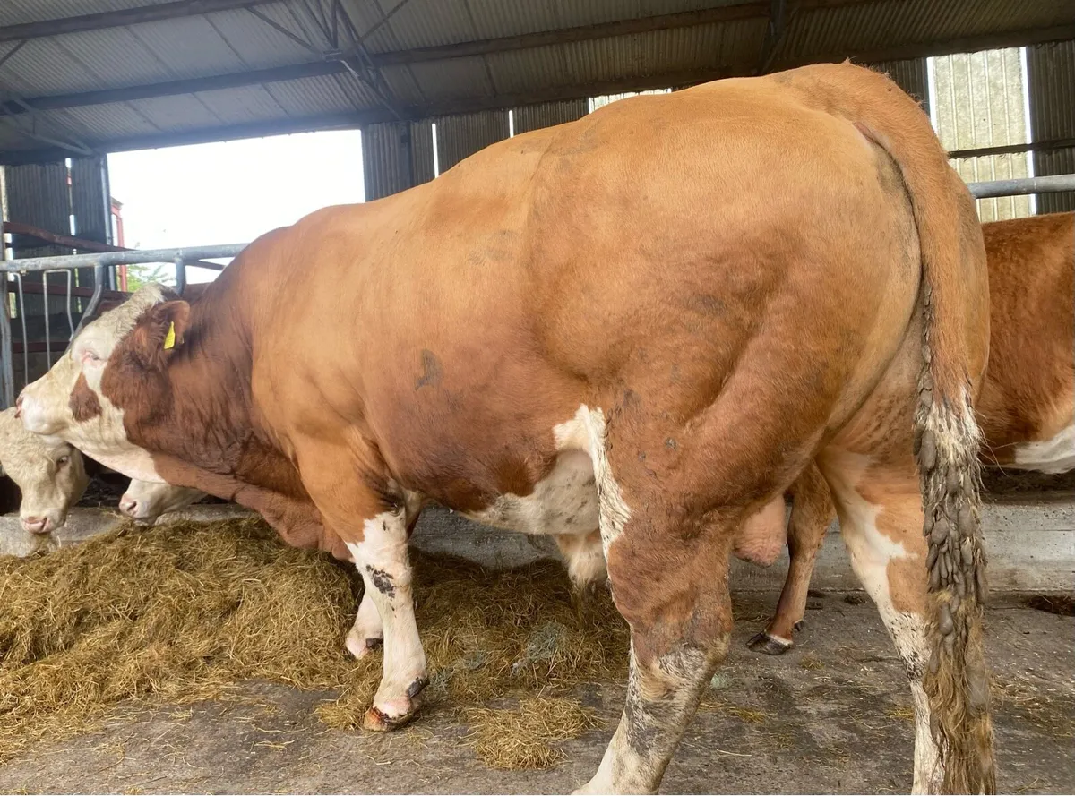 Pedigree Simmental Bull for Sale - Image 1