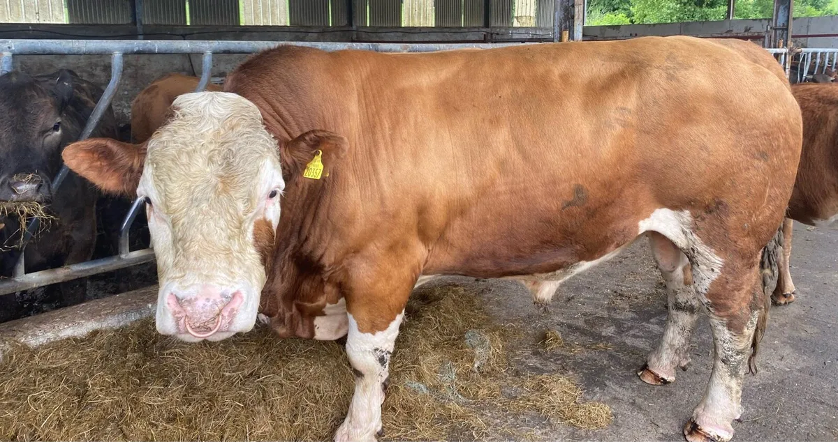 Pedigree Simmental Bull for Sale - Image 4