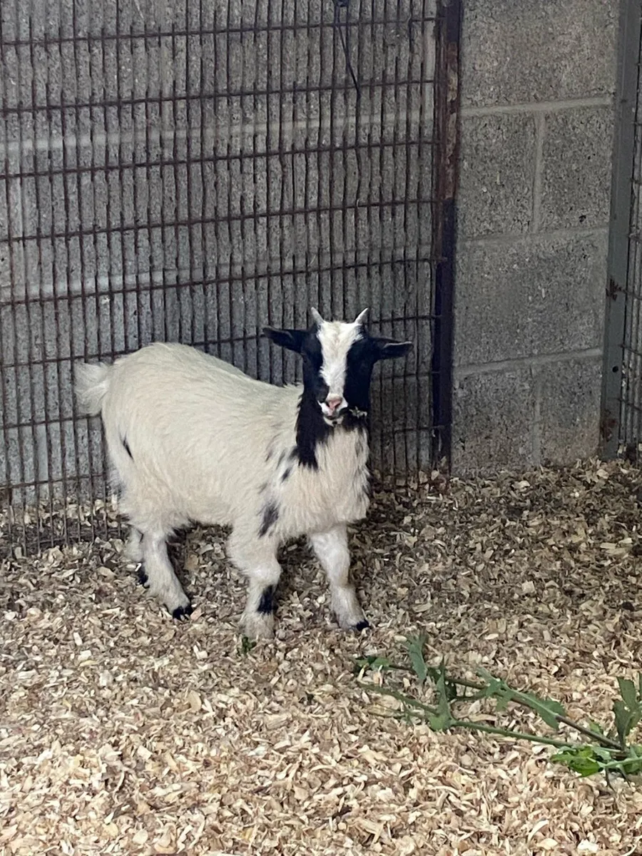 Female Pygmy Goat - Image 1